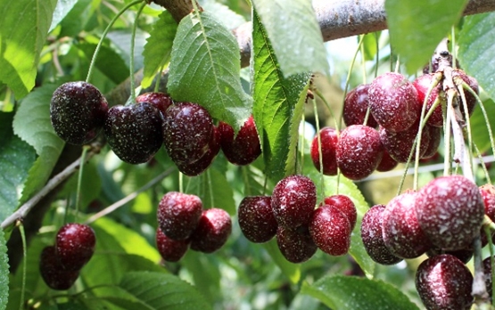produits phytoautorises